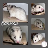 Samson