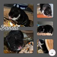 Bandit