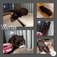 Thora